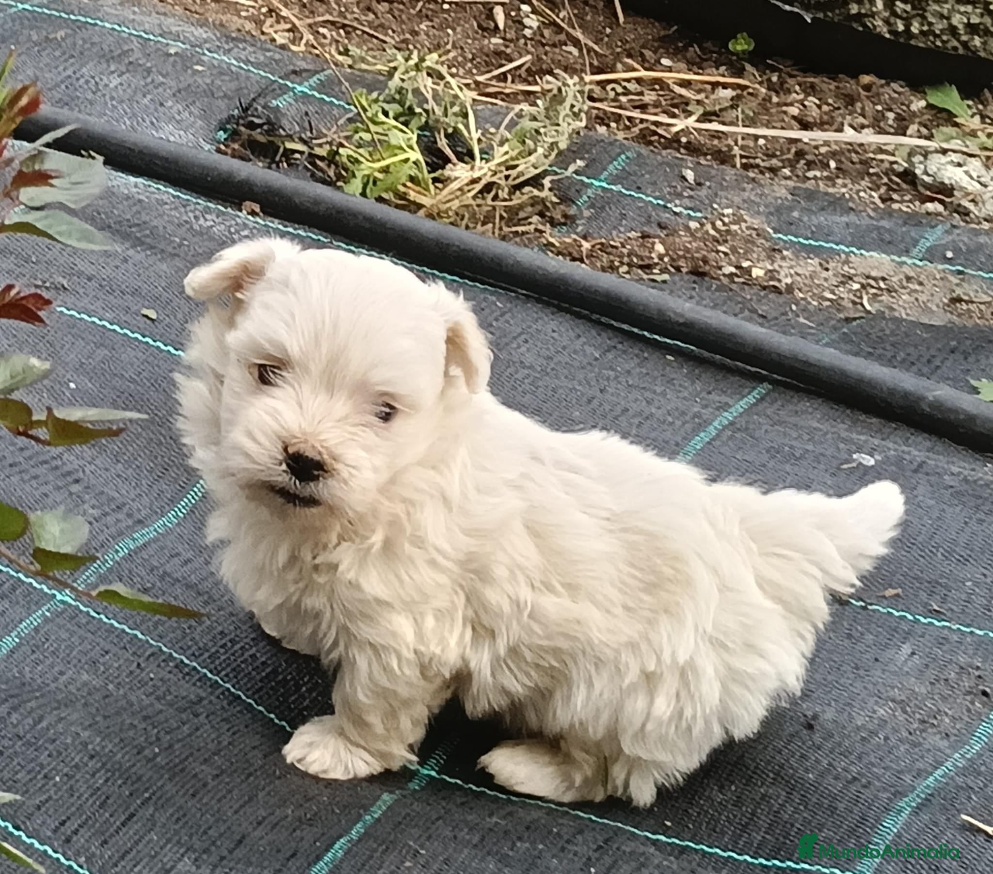 Maltipoo perros Macho y hembras de maltipoo  - Anuncio 4