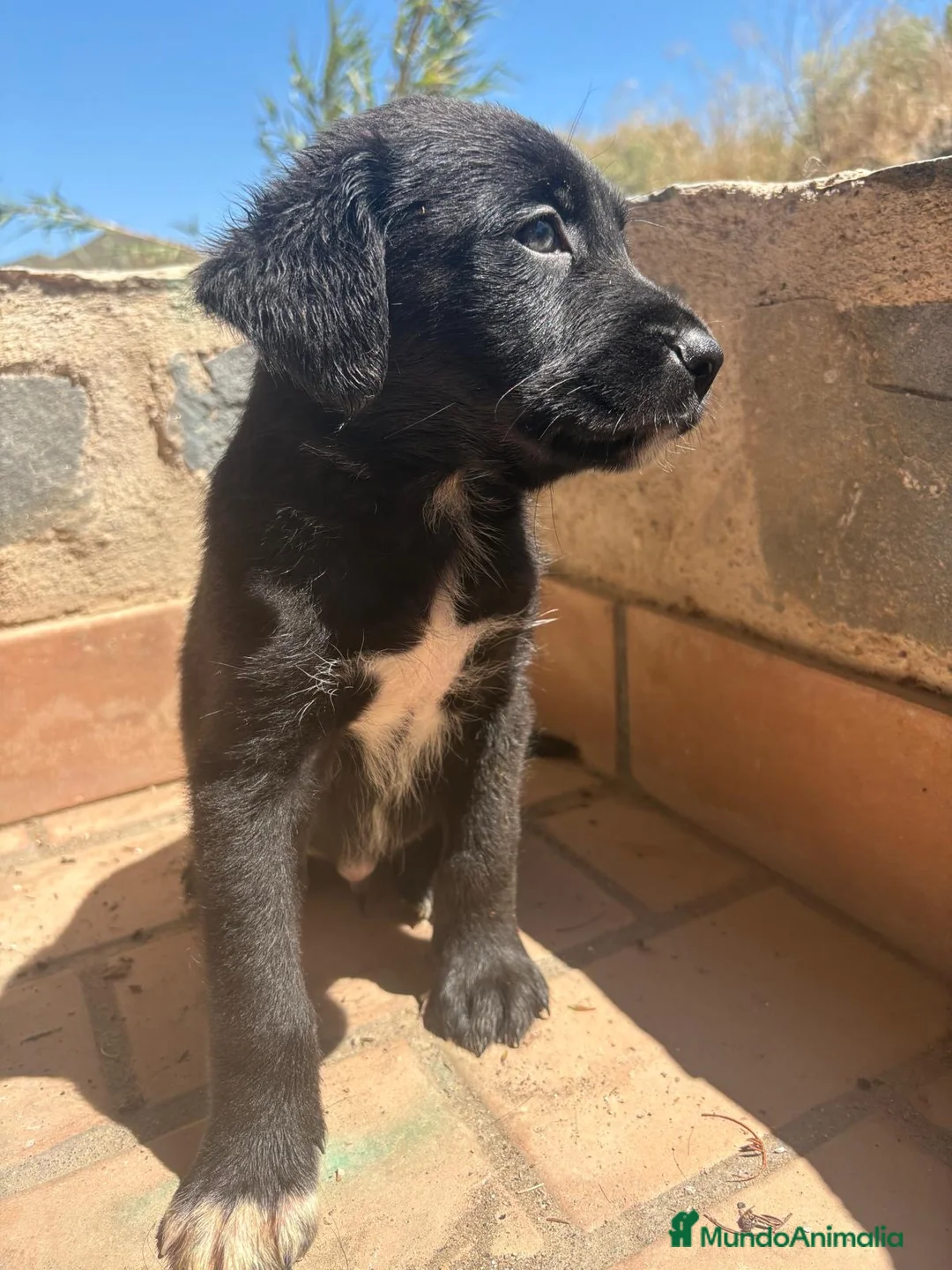 Raza Mixta perros en venta: Cane corso x border collie - Anuncio 1