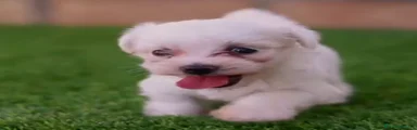 Bichón Maltés 1