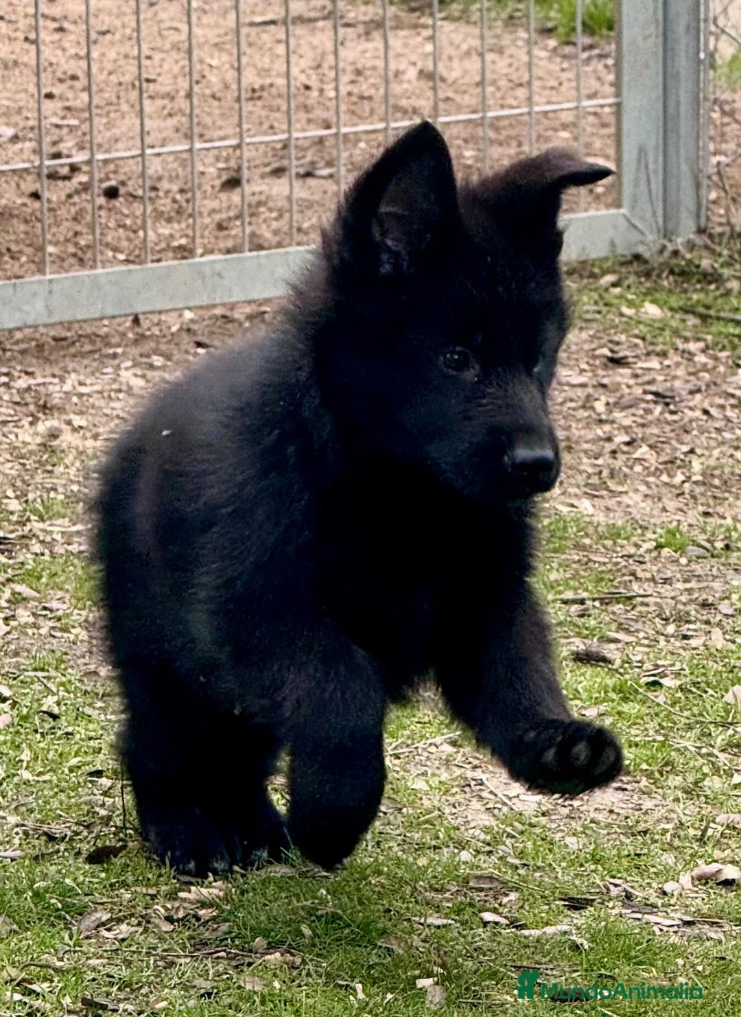 Pastor Alemán perros en venta: Pastor alemán belleza  - Anuncio 14