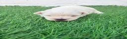 West Highland White Terrier perros en venta: West Highland White Terrier en Madrid - Anuncio 19