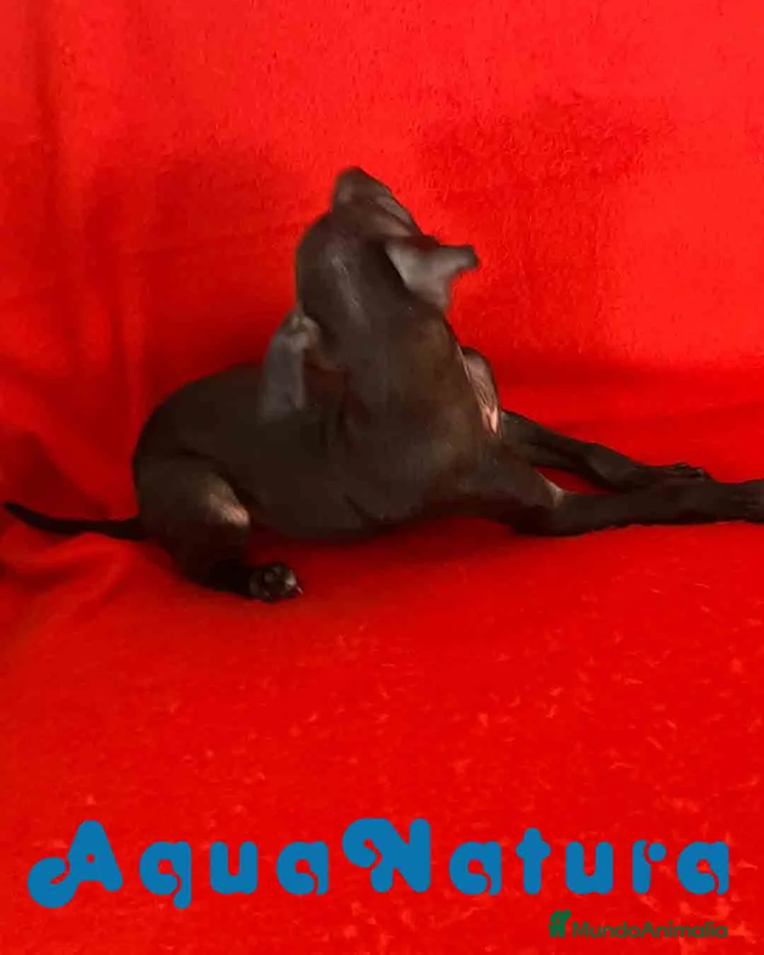 Pequeño Lebrel Italiano perros en venta:  Lebrel Italiano Macho 7346 de BN - AQUANATURA en Barcelona - Anuncio 3