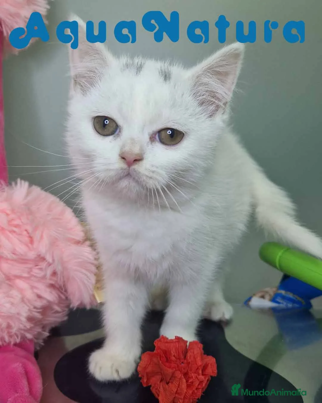 Británico de Pelo Corto gatos en venta: British Shorthair Hembra 1740 AQUANATURA - Anuncio 6