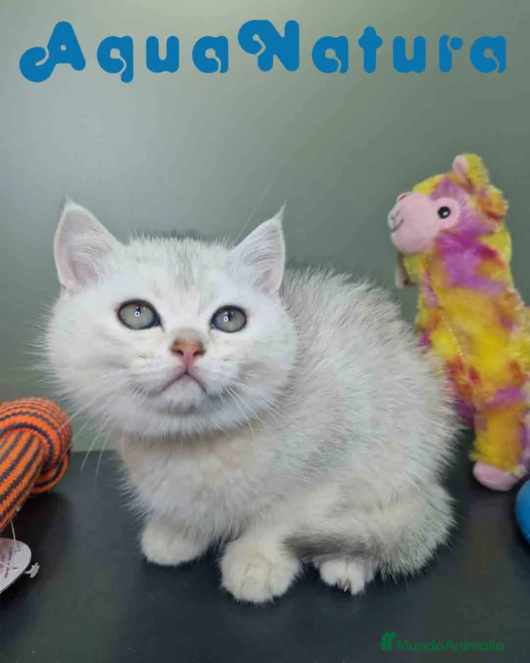 Británico de Pelo Corto gatos en venta: British Macho 7794 AQUANATURA - Anuncio 8