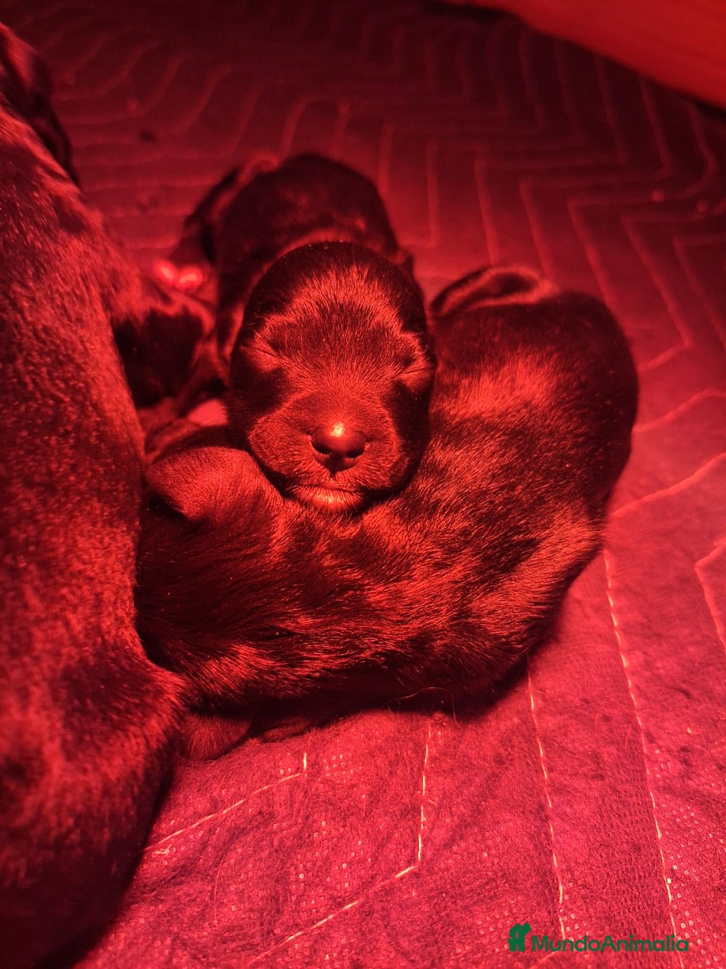 Raza Mixta perros Bernedoodle  - Anuncio 1