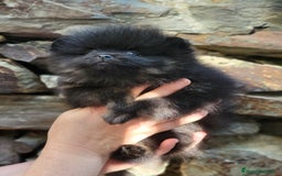 Pomerania perros en venta: Hembrita línea coreana y rusa  - Imagen 2