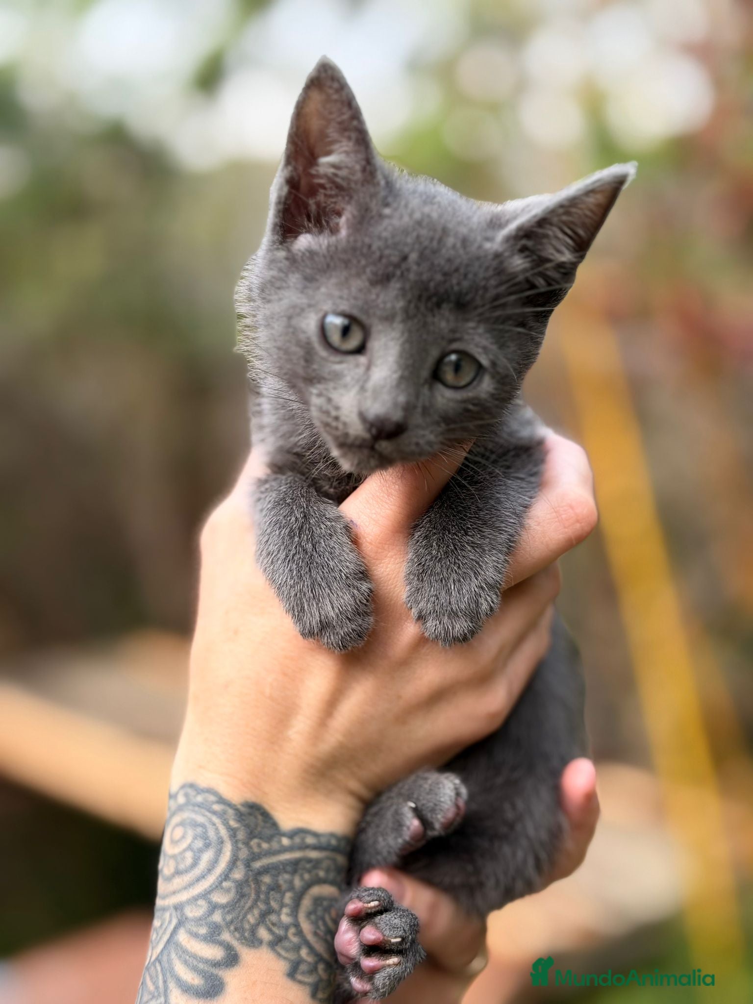 Azul Ruso gatos Azul ruso - Anuncio 1