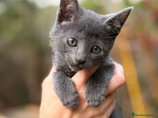 Azul Ruso gatos Azul ruso - Anuncio 9