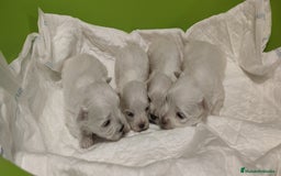 Bichón Maltés perros en venta: Bichón Maltés Toy  - Imagen 8