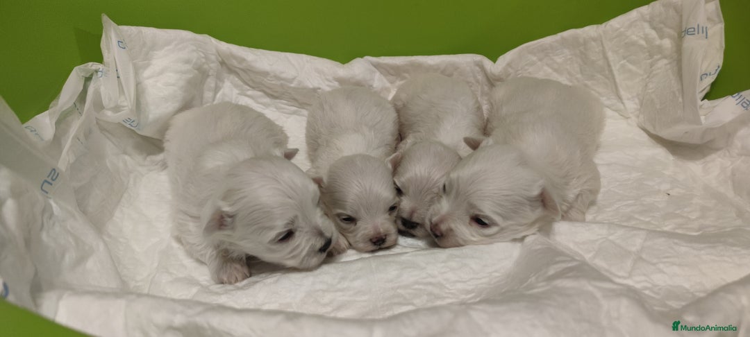 Bichón Maltés perros en venta: Bichón Maltés Toy  - Imagen 8