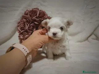 Bichón Maltés perros Preciosa hembrita de bichón maltes toy. - Anuncio 5