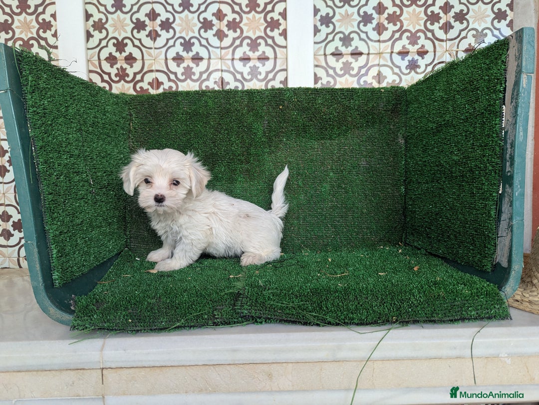 Bichón Maltés perros en venta: Se vende camada de bichón maltés toy  - Anuncio 2