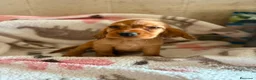 Cocker Spaniel Inglés perros en venta: CACHORRAS COCKER INGLÉS DORADAS  - Anuncio 5