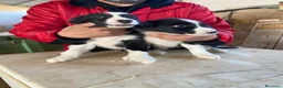 Border Collie perros en venta: CACHORROS DE BORDER COLLIE - Anuncio 4