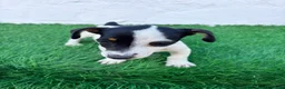 Jack Russell Terrier perros en venta: Jack Russell  - Anuncio 10