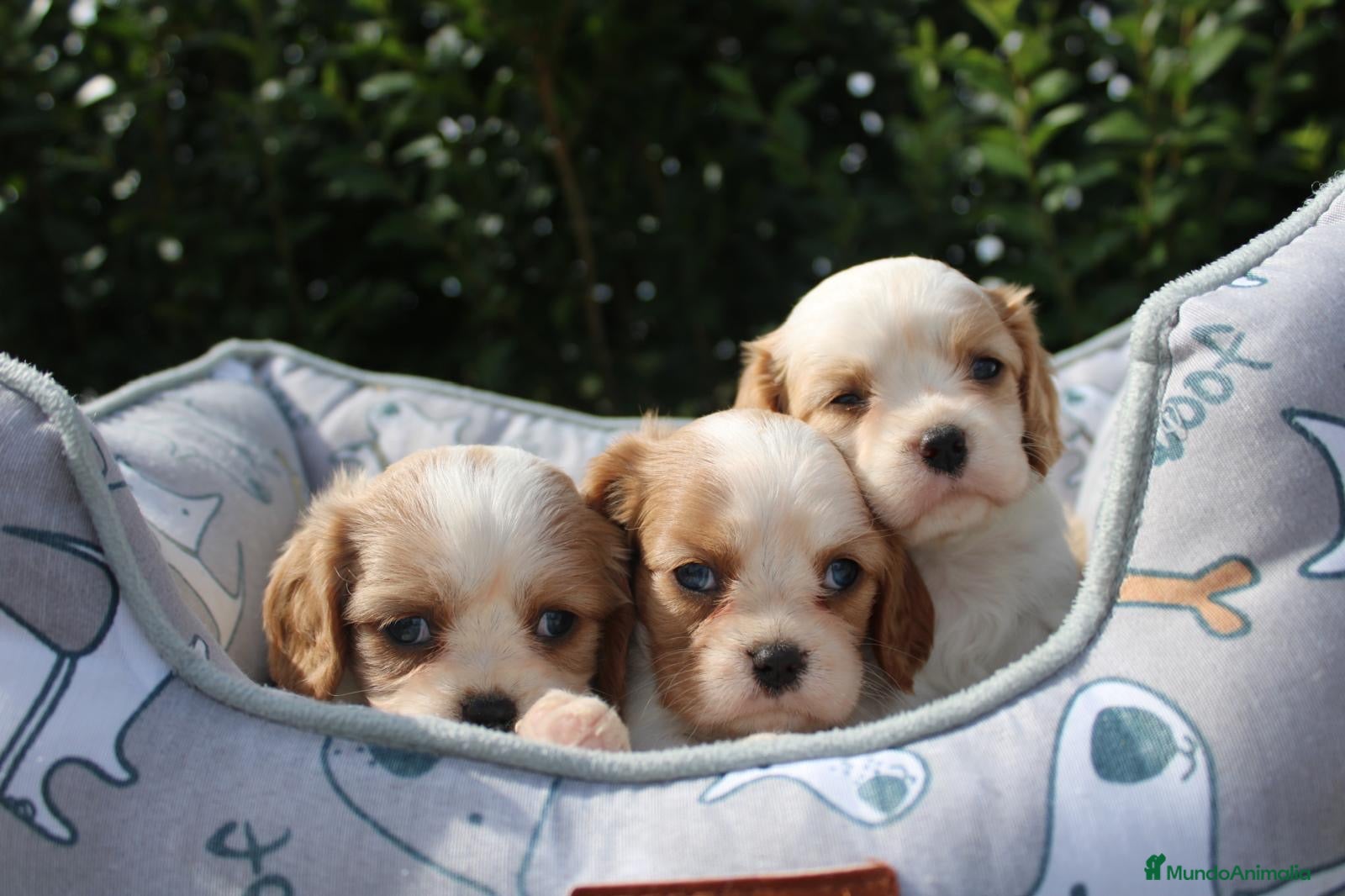 Cavalier King Charles Spaniel perros CACHORRITOS CAVALIER KING CHARLES SPANIEL - Anuncio 1