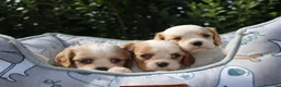 Cavalier King Charles Spaniel perros en venta: CACHORRITOS CAVALIER KING CHARLES SPANIEL - Anuncio 1