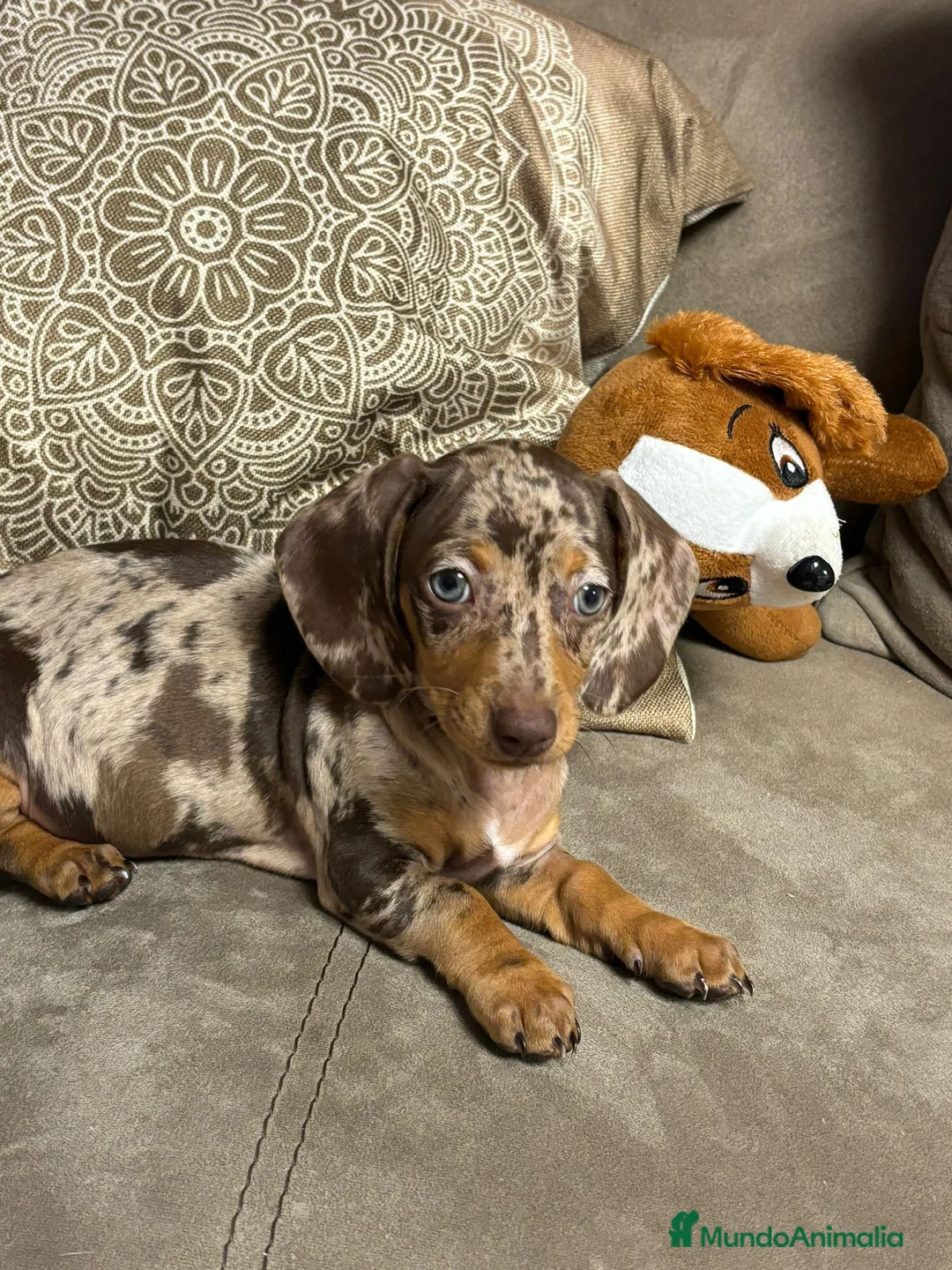 Teckel Miniatura perros en venta: Teckel miniatura TODA ESPAÑA  - Anuncio 3