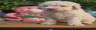 Perro de Agua Español 2
