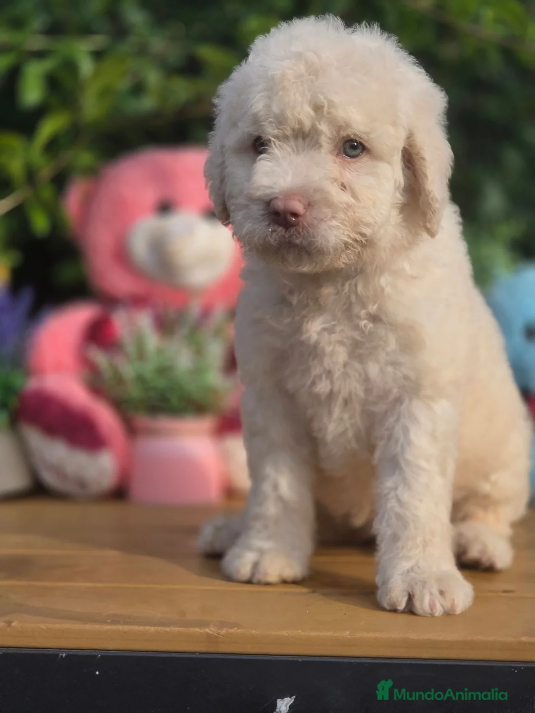 Perro de Agua Español perros en venta: Perro de aguas crema - Anuncio 2