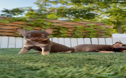 Chihuahua perros en venta: CHIHUAHUA CHOCOLATE & TAN - Imagen 13