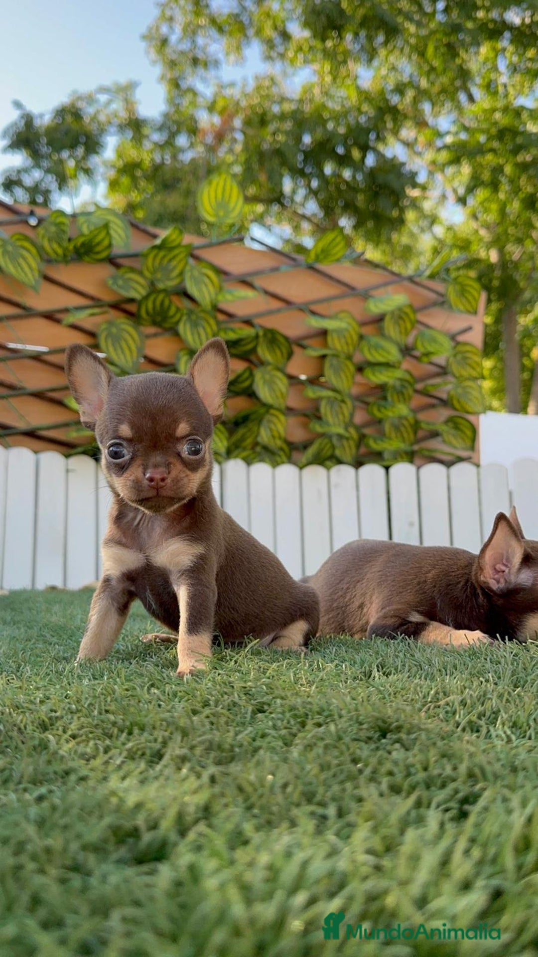 Chihuahua perros en venta: CHIHUAHUA CHOCOLATE & TAN - Imagen 13