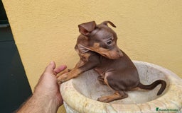 Pinscher Miniatura perros en venta: Mini Pincher colores exóticos  - Imagen 6