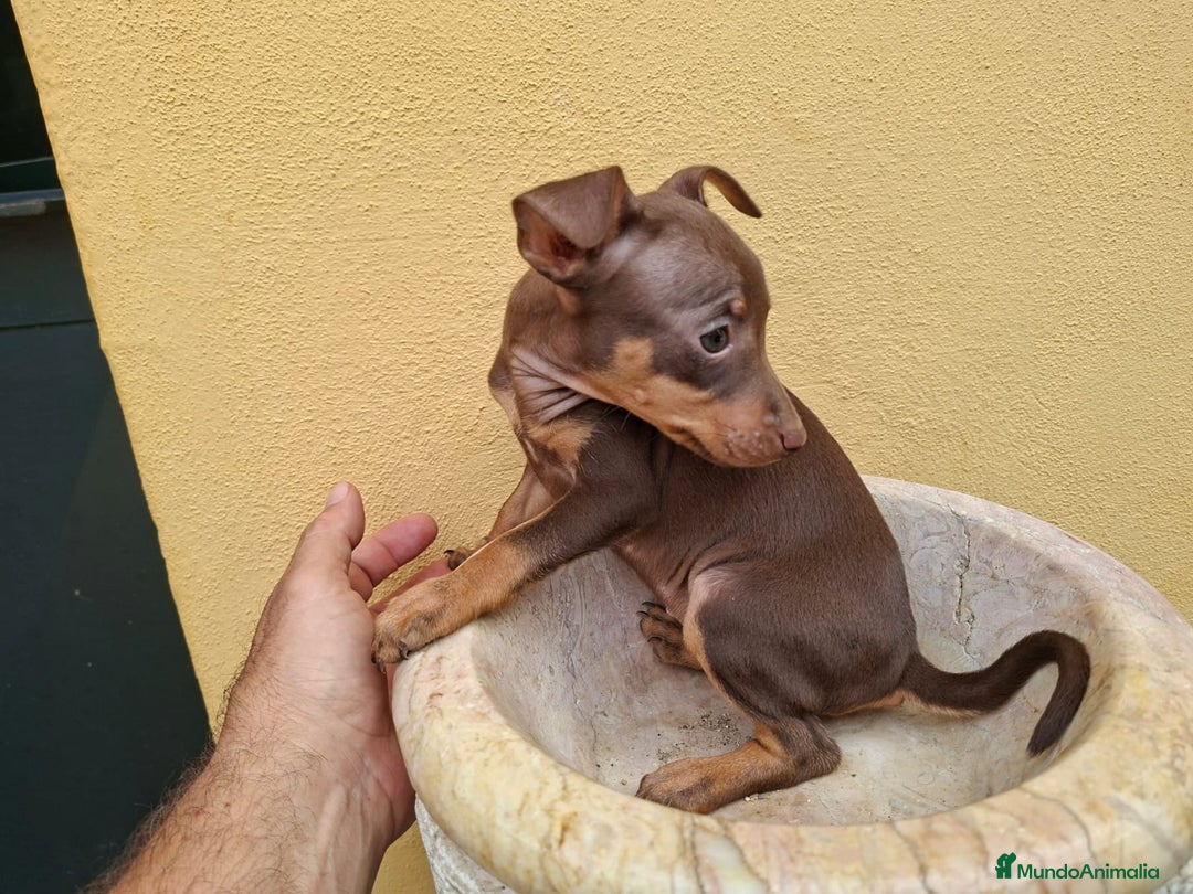 Pinscher Miniatura perros en venta: Mini Pincher colores exóticos  - Imagen 6