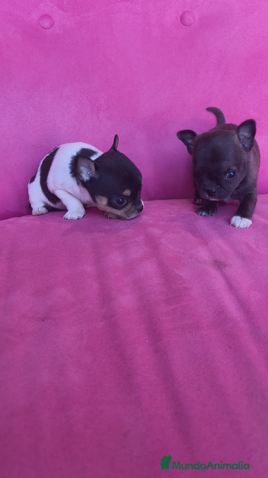Chihuahua perros en venta: Chihuahua Toy macho y hembra  - Anuncio 12