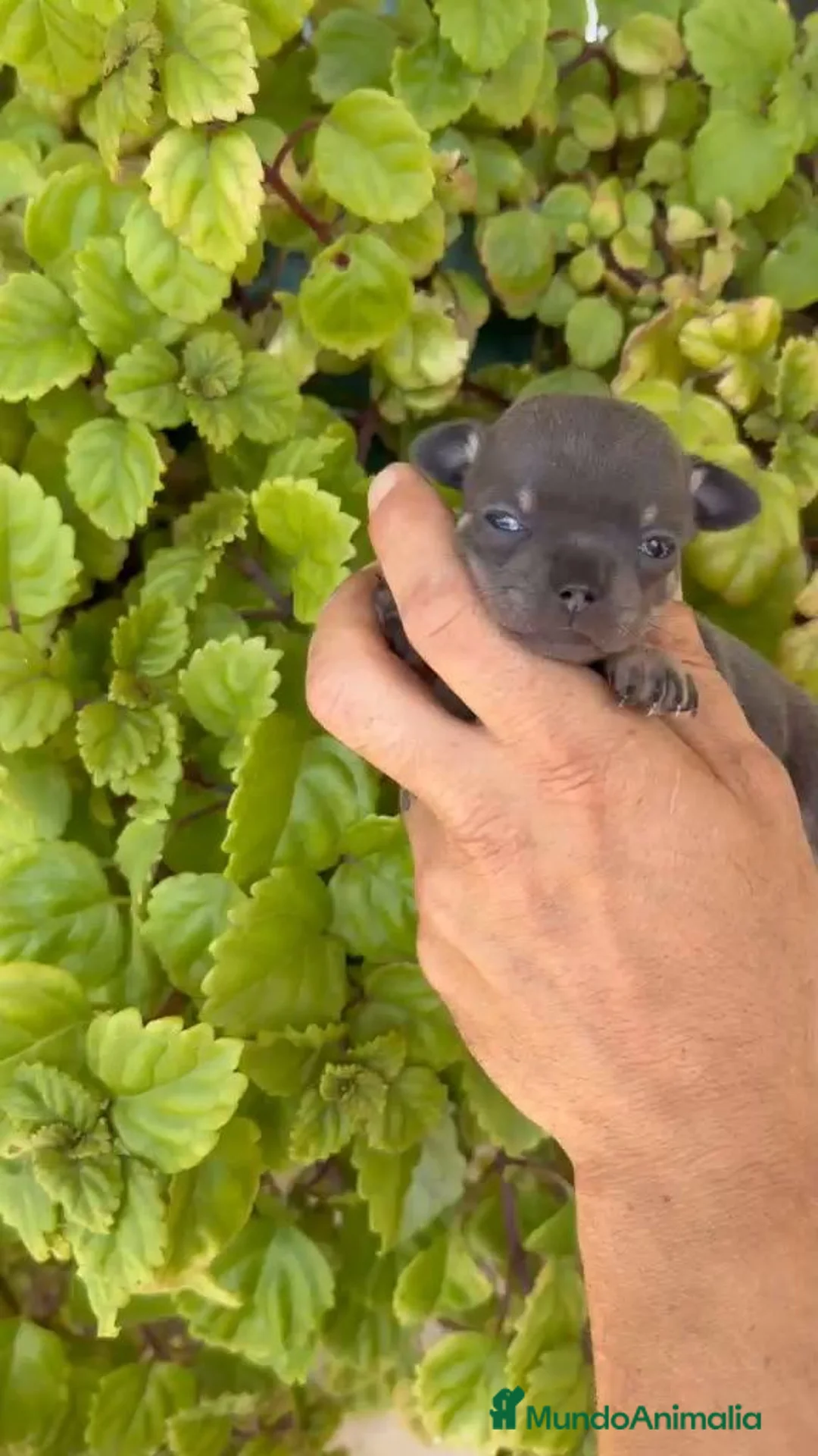 Chihuahua perros en venta:  EXCLUSIVO CACHORRO CHIHUAHUA BLUE TRICOLOR ✨🐶 - Anuncio 5