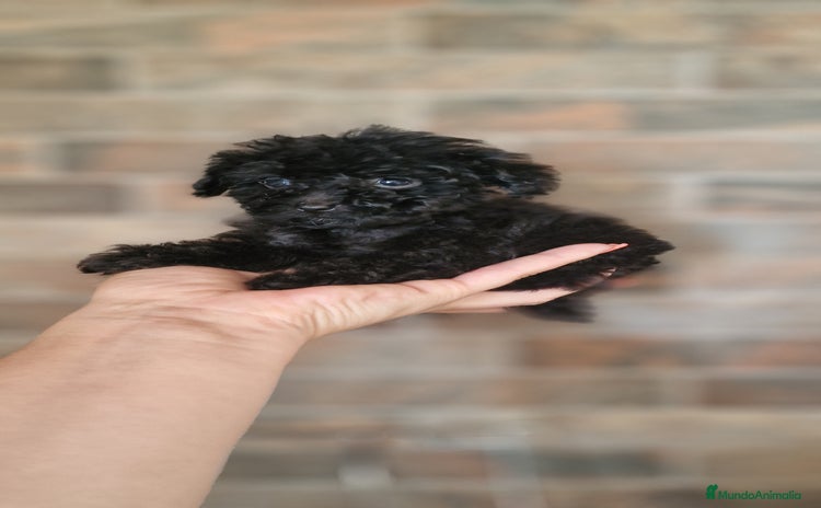 Caniche Toy perros - Anuncio 1