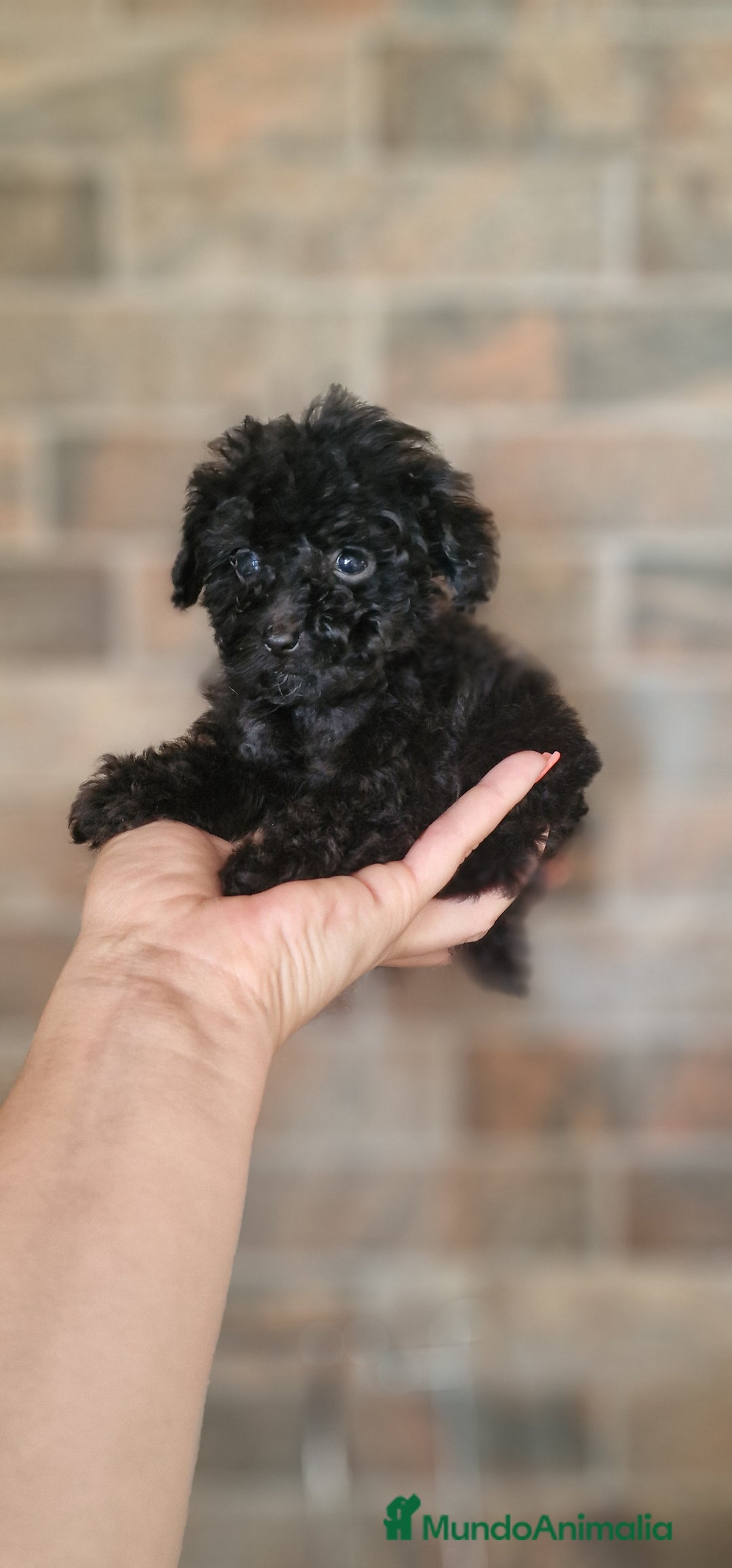 Caniche Toy perros en venta: HEMBRA CANICHE TOY - Imagen 1
