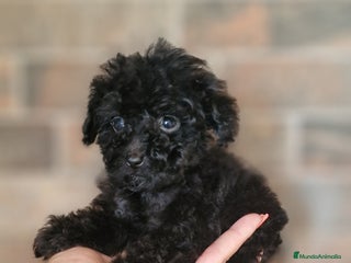 Caniche Toy perros - Anuncio 2