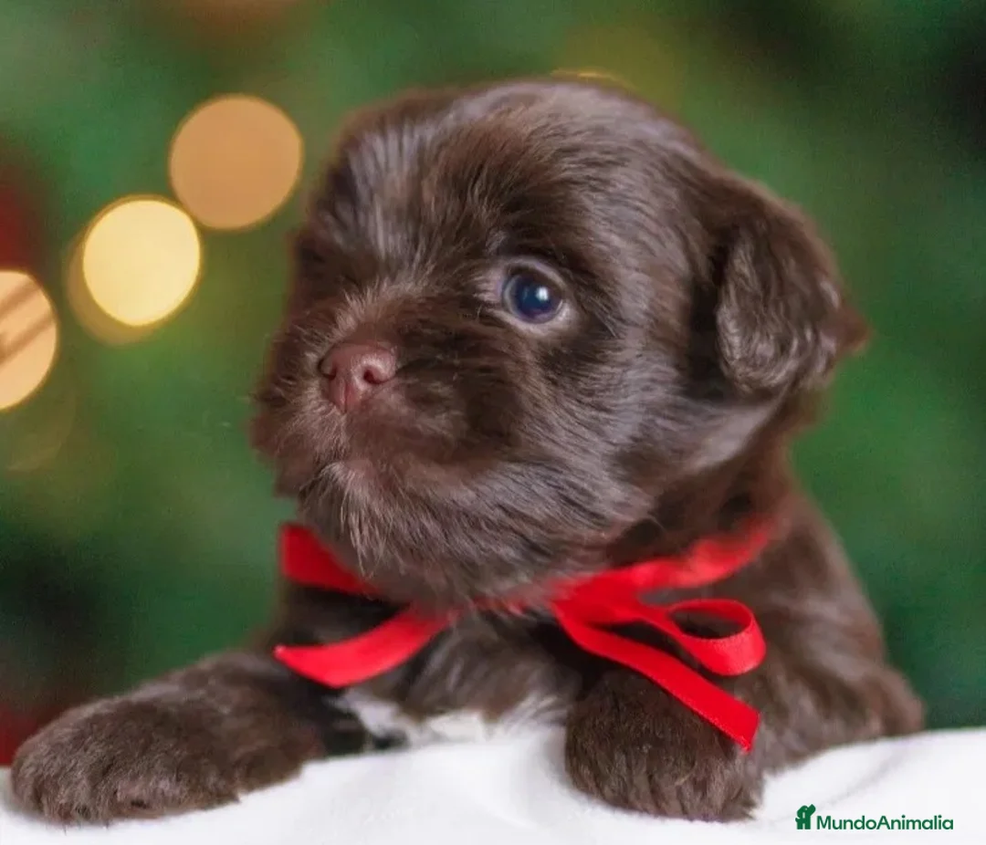 Yorkiepoo perros en venta: Cachorrito macho Yorkiepoo chocolate  - Anuncio 3