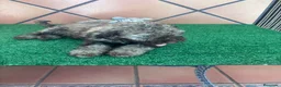 Perro de Agua Español perros en venta: Excelente último cachorrito perro de agua Español - Anuncio 9