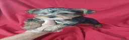 Yorkshire Terrier perros en venta: Yorkshire Terrier Standar  - Anuncio 2