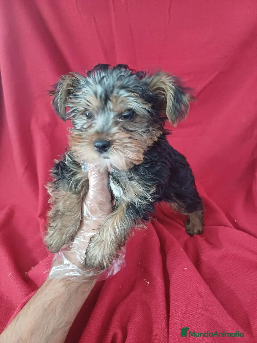 Yorkshire Terrier perros en venta: Yorkshire Terrier Standar  - Anuncio 2