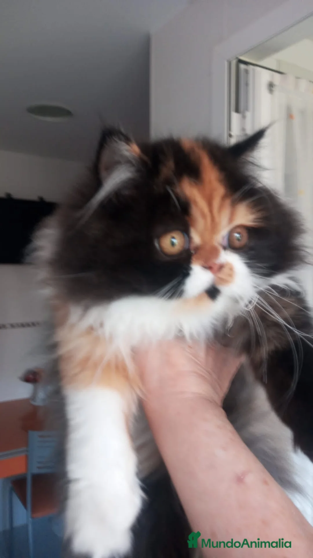 Persa gatos en venta: Hembra Persa - Anuncio 3