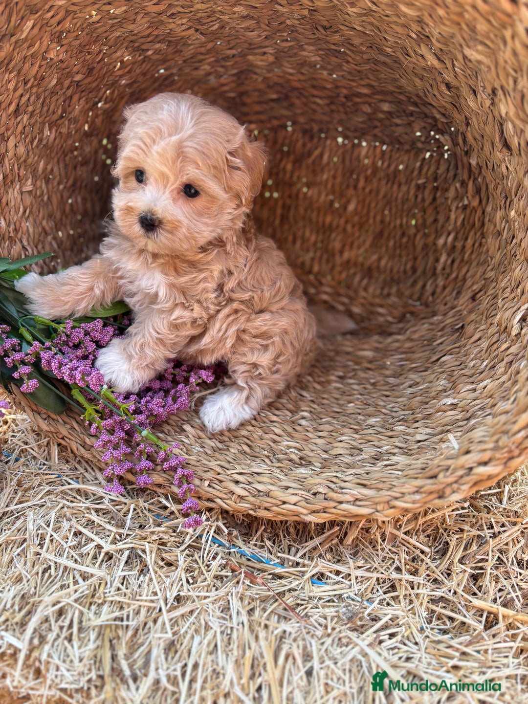 Maltipoo perros en venta: Maltipoo entrega para diciembre!!! - Imagen 10