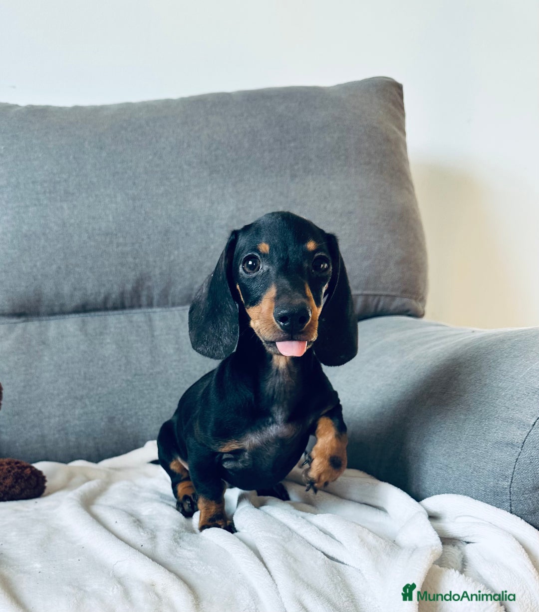 Teckel perros en venta: Teckel miniatura - Imagen 4