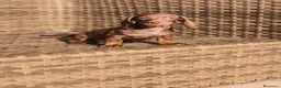 Teckel Miniatura perros en venta: Teckel Mini chocolate hembra y macho  - Anuncio 10