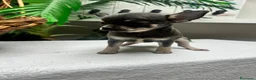 Chihuahua perros en venta: CHIHUAHUA BLUE - Anuncio 3
