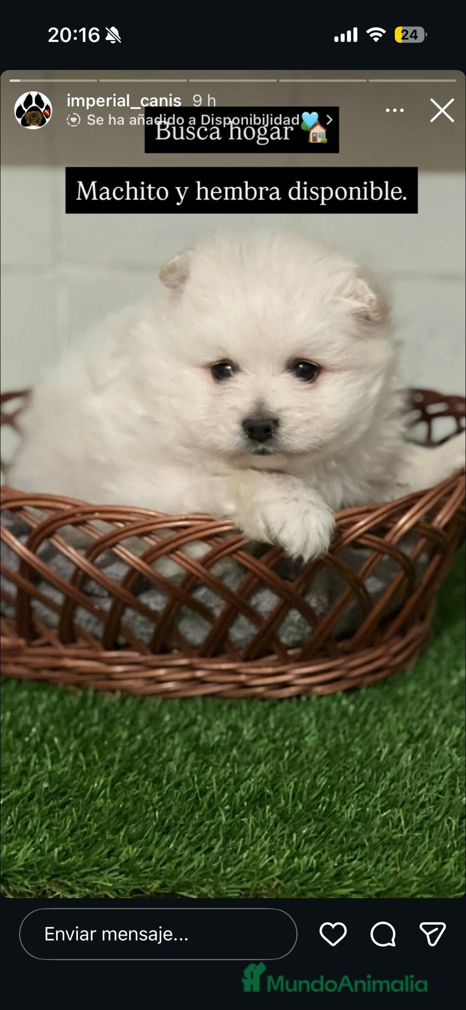 Pomerania perros POMERANIA TOY - Anuncio 1