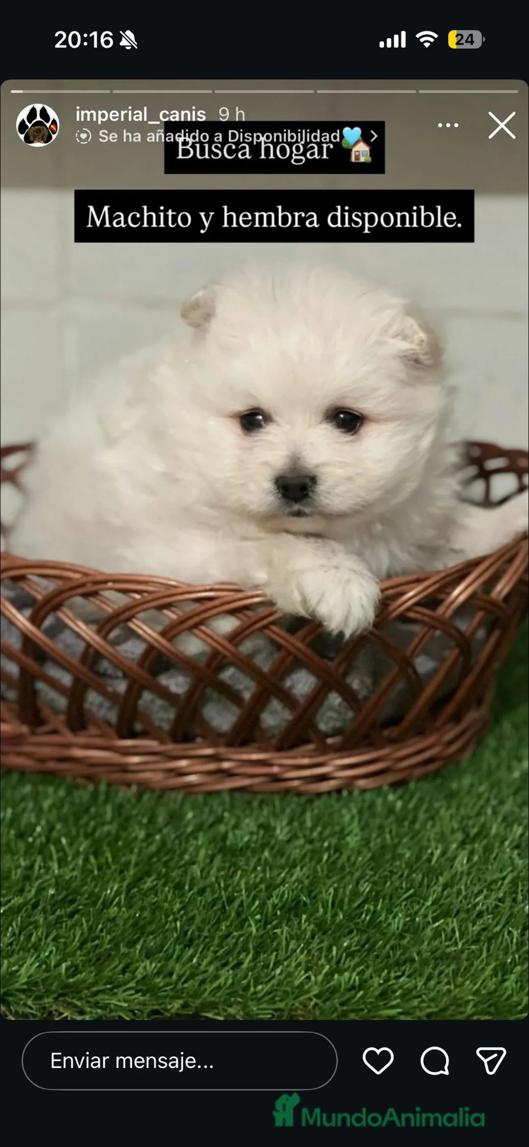 Pomerania perros en venta: POMERANIA TOY en Cáceres - Anuncio 1