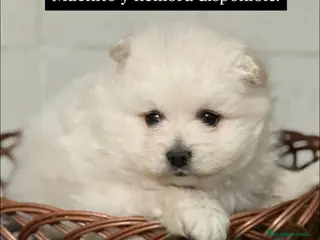 Pomerania perros POMERANIA TOY - Anuncio 1
