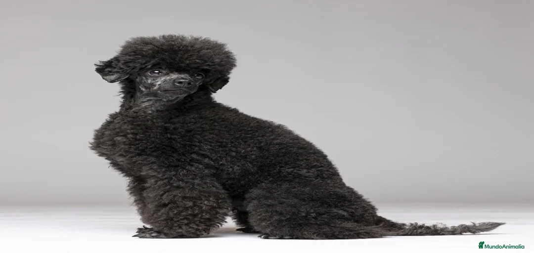 Imagen de galería {{count}}