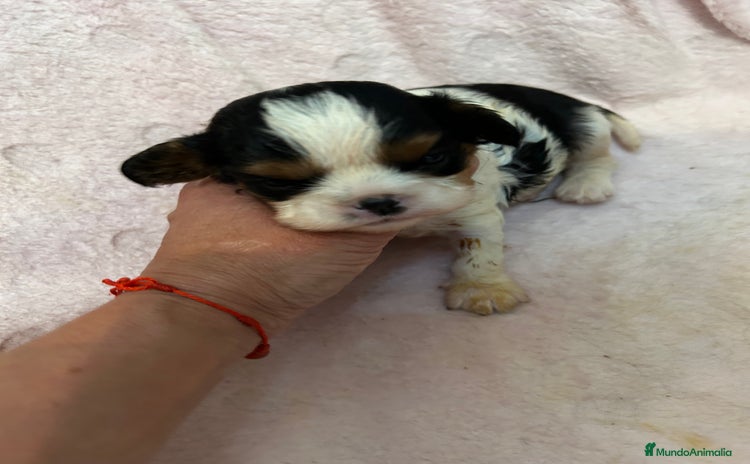Cavalier King Charles Spaniel perros - Propaganda 1