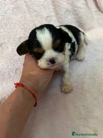 Cavalier King Charles Spaniel perros - Anuncio 8