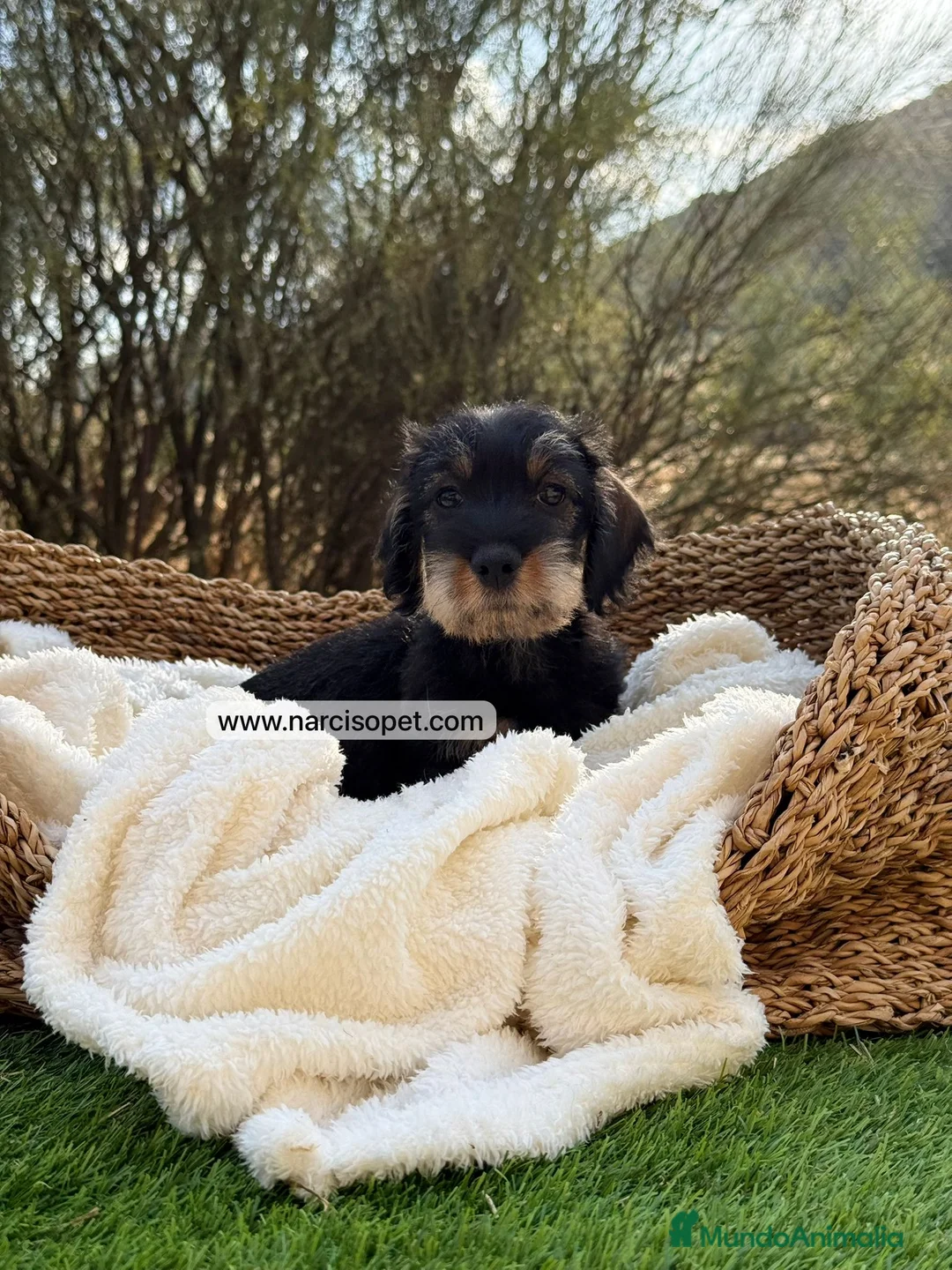 Teckel Miniatura perros en venta: TECKEL PELO DURO MINIATURA - Anuncio 2