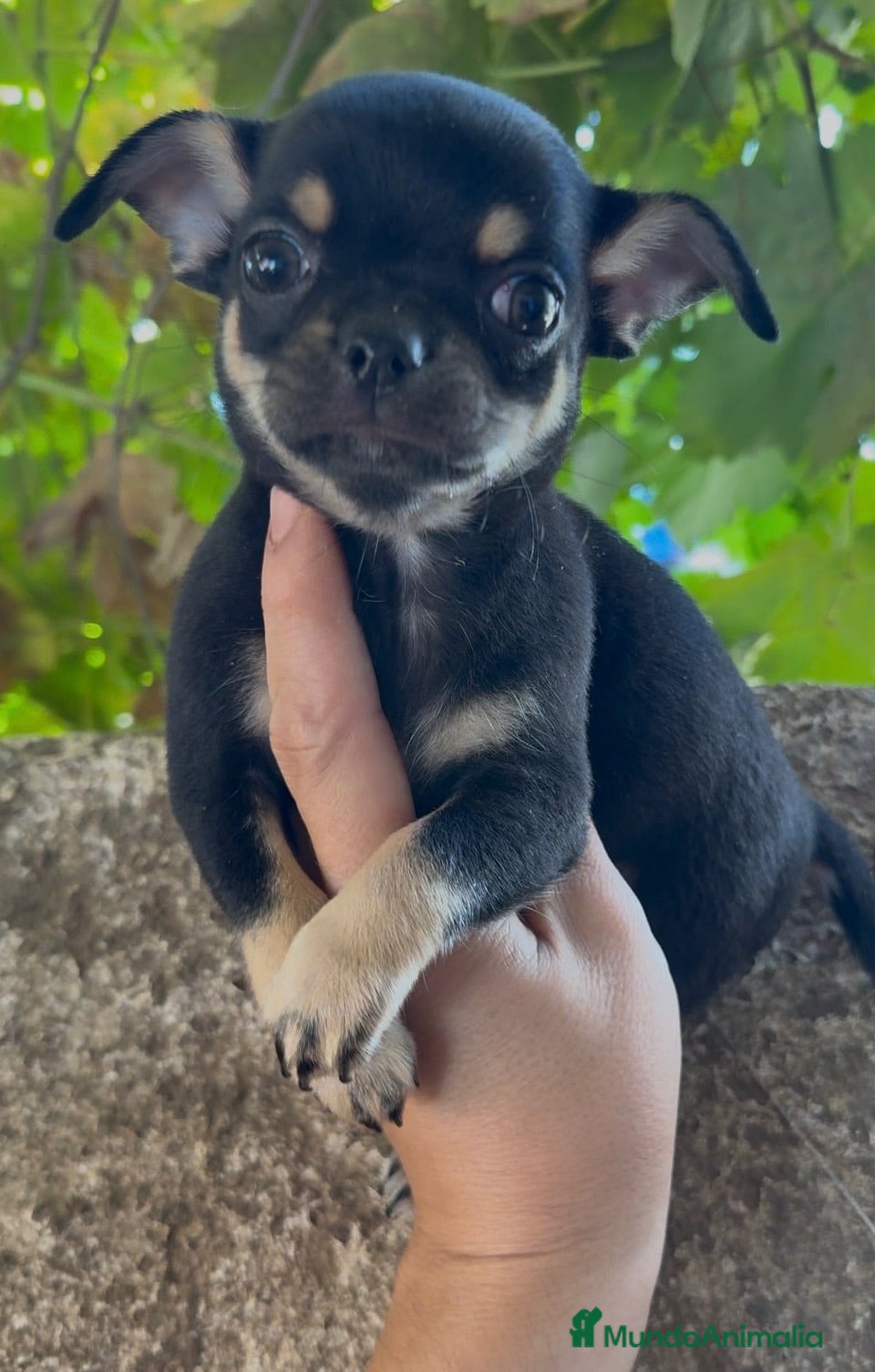 Chihuahua perros Chihuahua  - Anuncio 8